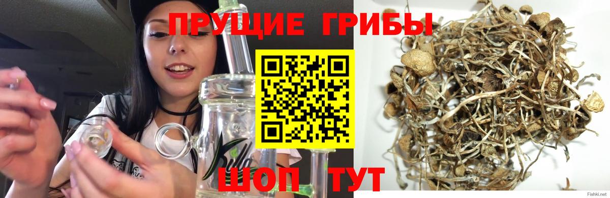Галлюциногенные грибы GOLDEN TEACHER Шелехов